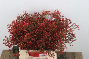 FRUIT DE ROSIER MAGICAL DELIGHT 40CM XXL 40